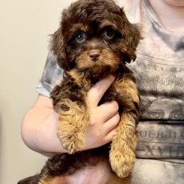Gretel - Brown female Cavapoo puppy in Huntington, West Virginia from McCloud’s Poodles & Doodles