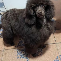 Kaleria - Poodle