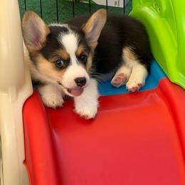 Audrey - White and black female Pembroke Welsh Corgi puppy in Riverside, California from Chases Dream Kennel