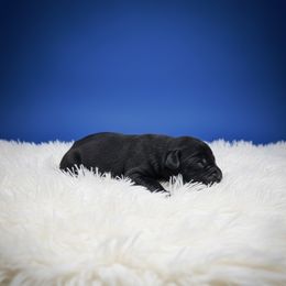 Boy 1 - Black male Cane Corso puppy in Haslet, Texas from Trained To Go Corso Kennels (T.T.G. Corso Kennels)