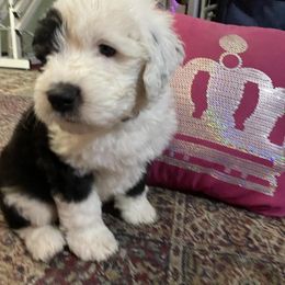 Old English Sheepdog Puppies from Bear Dance OES