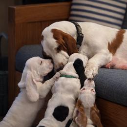 Basset Hound Puppies from Blooming Basset