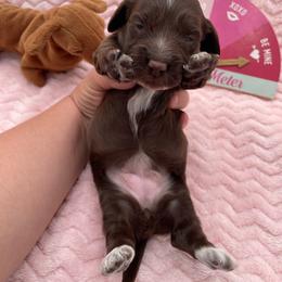 Snickers - Chocolate female Dachshund puppy in Sarah, Mississippi from White's Mississippi Doxies