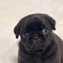 Boy 2 - Black male Pug puppy in Checotah, Oklahoma from Baxter Family Pugs
