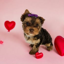 Yorkshire Terrier Puppies from Lady A's Yorkies