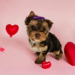 Yorkshire Terrier Puppies from Lady A's Yorkies