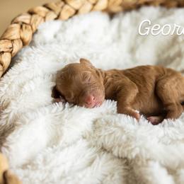 Georgia - Red female Cavapoo puppy in Austin, Texas from Doodles of Central Texas