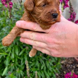 Girl 3 - female Goldendoodle puppy in Syracuse, Utah from Just Doodling Dogs