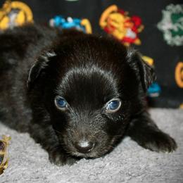 Wicked - Black & white male Australian Shepherd puppy in El Dorado Springs, Missouri from HP Aussie Kennels