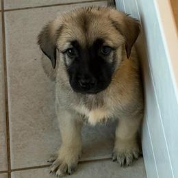 Yellow - Gray fawn female Anatolian Shepherd Dog puppy in Winter Haven, Florida from Karen's Anatolian Shepherd Dogs