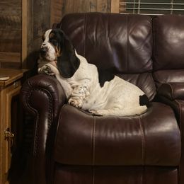 Basset Hound All Grown Up from Hoosier Hounds