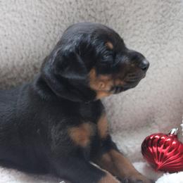 Doberman Pinschers from Dobies of WV