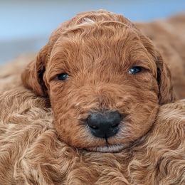 Aussiedoodle, Cavapoo, and Poodle Puppies from Robin's Nest Farm