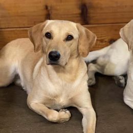 Labrador Retrievers from the Learning Lab