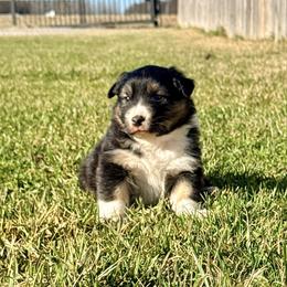 Jam - Black tri-color female Australian Shepherd puppy in Ashland, Ohio from SS Australian Shepherds