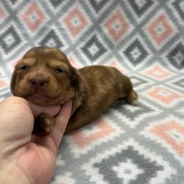 GIRL 1 - Cream female Dachshund puppy in Hoover, Alabama from Tide Town Doxies