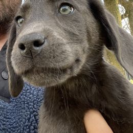 Sunny - Dilute Retriever puppy from Chickentown Labradors