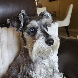 Lexi - Miniature Schnauzer