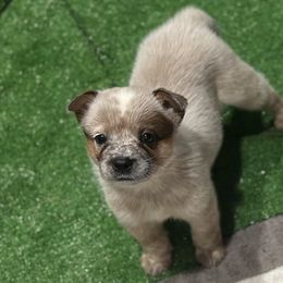 Bell - Red speckled female Australian Cattle Dog puppy in Christmas, Florida from OverTime Cattle Dogs