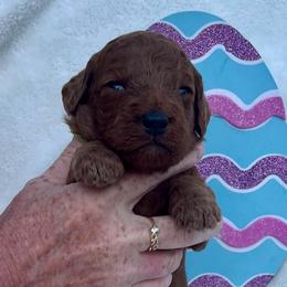 Teal - Red  male Goldendoodle puppy in Indian Trail, North Carolina from Castleberry Doodles and Poodles