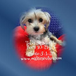 Toby M Morkie - male Morkie puppy in Silverhill, Alabama from Malteseuluv’s Tiny Treasurers