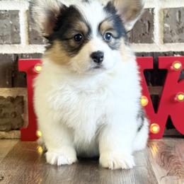 Cutie Pie - Black and tan female Pembroke Welsh Corgi puppy in Muldrow, Oklahoma from Dean’s Rustic Ranch Corgis and Horses