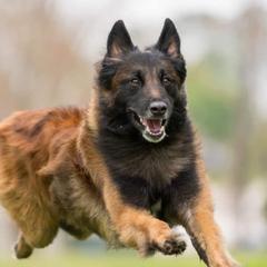 Ikon - Belgian Tervuren