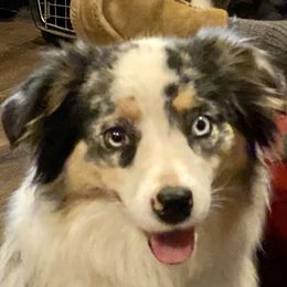 Oakley - Miniature Australian Shepherd