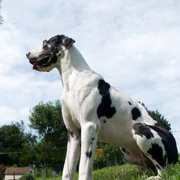 Ace - Great Dane