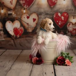 Goldendoodle Puppies from Hogan Family-Raised F1b Gooldendoodles