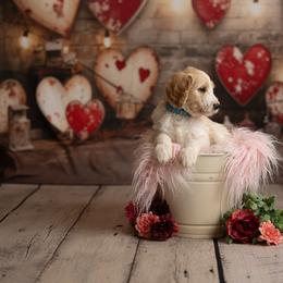 Goldendoodle Puppies from Hogan Family-Raised F1b Gooldendoodles