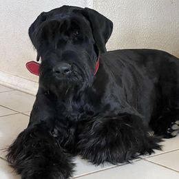 Giant Schnauzers from SchnauHaus