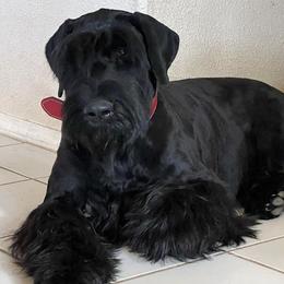 Giant Schnauzers from SchnauHaus