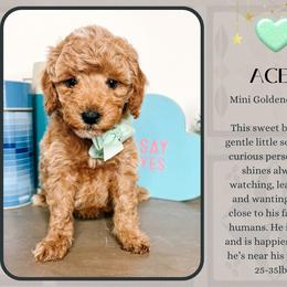 Ace - Red  male Goldendoodle puppy in Hilton, New York from The House of Goldendoodle