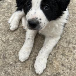 Border Collie Puppies from Roaring River Border Collies