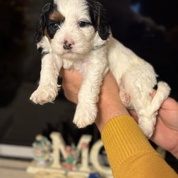 Cavalier King Charles Spaniel, Cavapoo, Maltipoo, and Poodle Puppies from Lainy's Puppies