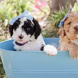 Bernedoodles and Goldendoodles from Best Quality Doodles