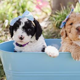 Bernedoodles and Goldendoodles from Best Quality Doodles