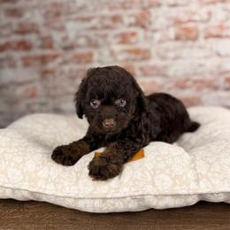 Asiago BLUE EYE - Brown and white male Aussiedoodle puppy in Sweetwater, Florida from Sandy Snout Doodles