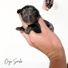 Merle - Merle male Australian Labradoodle puppy in Wamego, Kansas from Doodles of Oz