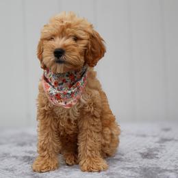 Gracie - Apricot female Goldendoodle puppy in Apopka, Florida from Rae Precious Puppies