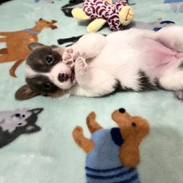 American Corgi, Cardigan Welsh Corgi, and Pembroke Welsh Corgi Puppies from Coopers Korner