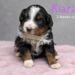 Kiara - Black tri female Miniature Australian Shepherd puppy in Oronogo, Missouri from Dutton's Show Me Farms