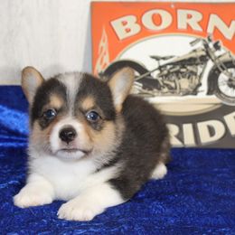 Booboo Bear - Black and white male American Corgi puppy in Lufkin, Texas from Texas Lil Cowdogs