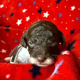 Black Collar Boy - Phantom male Poodle puppy in Huntsville, Alabama from Flint River Poodles