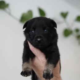 Kova - Bi-color female German Shepherd puppy in Coarsegold, California from Yosemite Shepherds