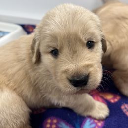 Golden Retriever Puppies from Sleepy Grove Goldens