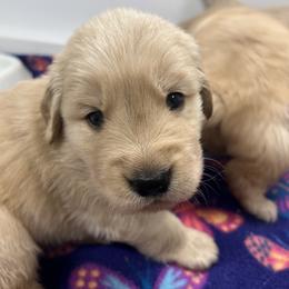 Golden Retriever Puppies from Sleepy Grove Goldens