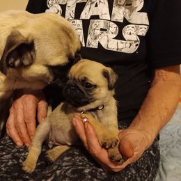 Girl 2 - Fawn Pug puppy in Duluth, Minnesota from Miller Pugs and Hugs