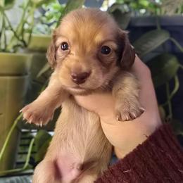 Jasper - Cream male Dachshund puppy in Windom, Minnesota from Aster Creek Dachshunds & Australian Shepherds